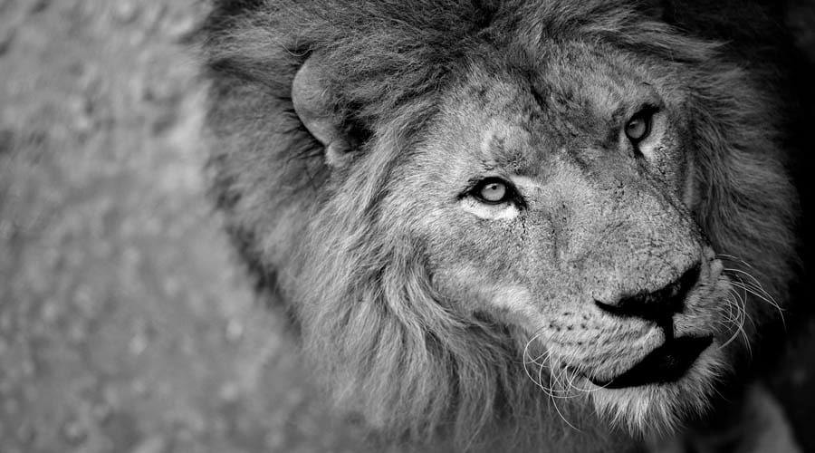 lion-wikolia
